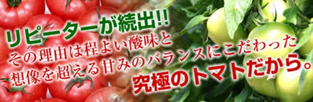 リピーターが続出やさい畑hiroの完熟トマト