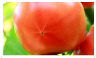 トマトの栄養や豆知識について やさい畑hiro トマトの栄養や豆知識について やさい畑hiro