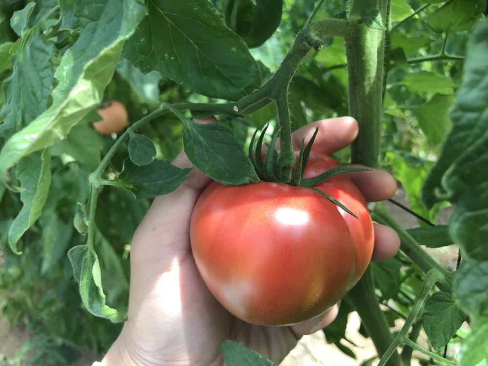 やさい畑hiroの木で完熟した真っ赤なトマト