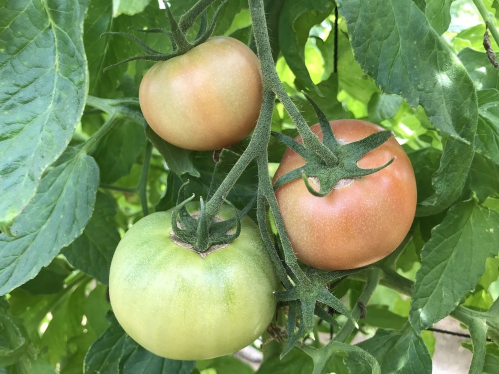 一般的に収穫する緑の常態のトマト