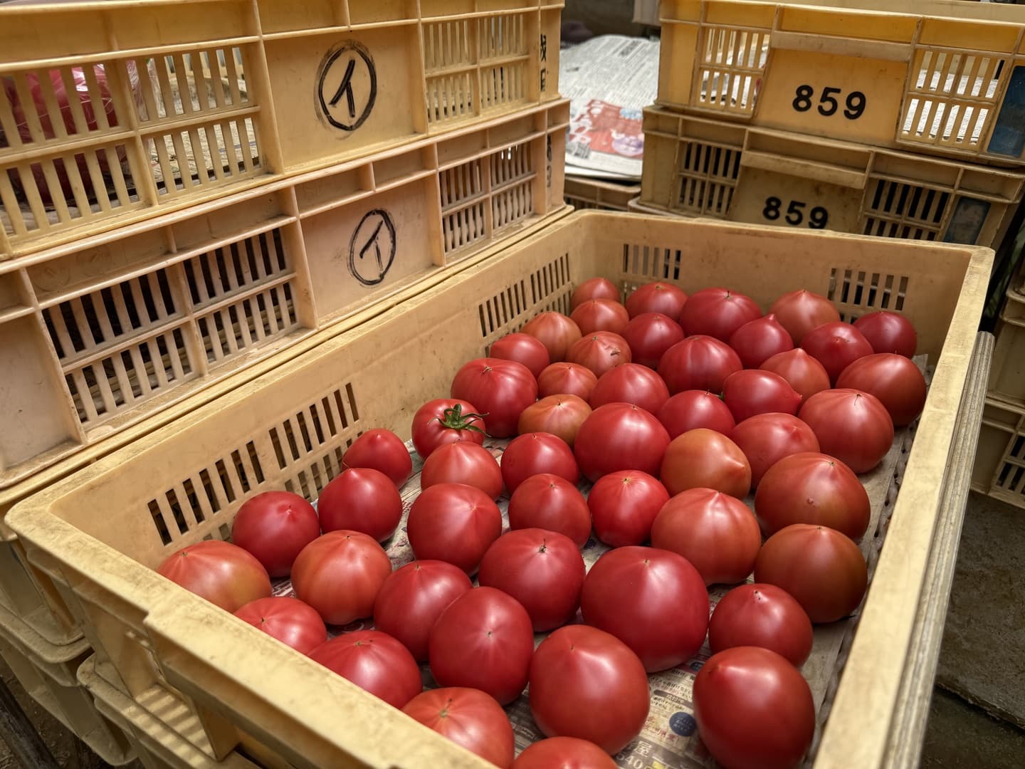 畑で完熟新鮮な濃厚トマトえぐいスターマークやさい畑hiro